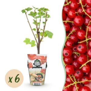 Green boutiQ - Fruitplanten - Rode Bes - Ribes rubrum Jonkheer van Tets - Winterhard - 6 Planten - Pot 9 cm - Rode Bes