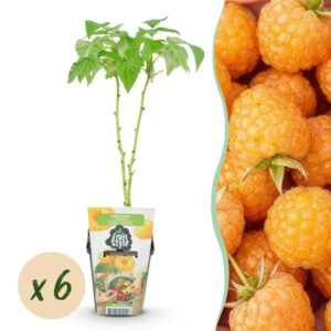 Green boutiQ - Fruitplanten - Framboos - Rubus idaeus Fallgold - Winterhard - 6 Planten - Pot 9 cm - Gele Framboos
