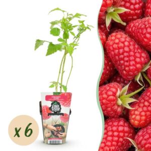 Green boutiQ - Fruitplanten - Framboos - Rubus idaeus Heritage - Winterhard - 6 Planten - Pot 9 cm - Rode Framboos