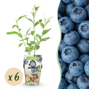 Green boutiQ - Fruitplanten - Blauwe Bes - Vaccinium corymbossum Goldtraube - Winterhard - 6 Planten - Pot 9 cm - Blauwe Bes