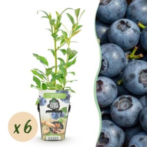 Fruitplanten - Blauwe Bes - Vaccinium corymbossum Northland - Winterhard - 6 Planten - Pot 9 cm - Blauwe Bes