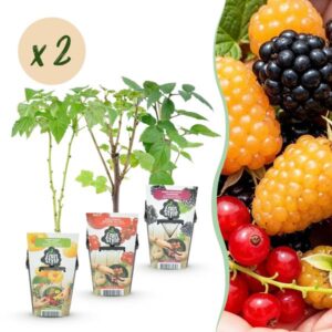 Green boutiQ - Fruitplanten - Tricolour - Rode Bes - Gele Framboos - Zwarte Braam - Winterhard - 6 Planten - Pot 9cm