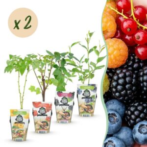 Green boutiQ - Fruitplanten - Rainbow - Rode Bes - Gele Framboos - Zwarte Braam - Blauwe Bes - Winterhard - 8 Planten - Pot 9cm