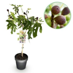 Green boutiQ - Plant op Stam - Ficus carica Little Miss Figgy - Terras Plant - Bladverliezend - Winterhard - Groene Vrucht - Pot 19cm Hoogte 90cm