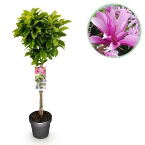 Green boutiQ - Plant op Stam - Magnolia Susan - Terras Plant - Bladverliezend - Winterhard - Roze Bloem - Pot 19cm Hoogte 90cm