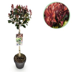 Green boutiQ - Plant op Stam - Photinia fraseri Little Red Robin - Terras Plant - Bladhoudend - Winterhard - Groen-Rood Blad - Pot 19cm Hoogte 90cm