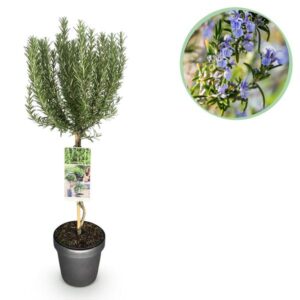 Green boutiQ - Plant op Stam - Rosmarinus officinalis - Terras Plant - Bladhoudend - Winterhard - Paarse Bloem - Pot 19cm Hoogte 90cm