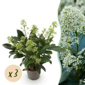 Green boutiQ - Terrasplant - Skimmia japonica Finchy - Bloem Wit - 10+ Bloemen - 3 Planten - Winterhard - Pot 10,5cm Hoogte 25cm
