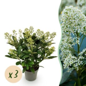 Green boutiQ - Terrasplant - Skimmia japonica Finchy - Bloem Wit - 15+ Bloemen - 3 Planten - Winterhard - Pot 15cm Hoogte 30cm