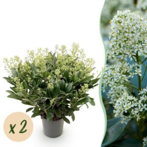 Green boutiQ - Terrasplant - Skimmia japonica Finchy - Bloem Wit - 40+ Bloemen - 2 Plant - Winterhard - Pot 19cm Hoogte 60cm