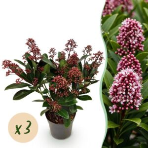 Green boutiQ - Terrasplant - Skimmia japonica Rubella - Bloem Rood - 10+ Bloemen - 3 Planten - Winterhard - Pot 10,5cm Hoogte 25cm