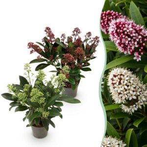Green boutiQ - Terrasplant - Skimmia japonica Duo - Bloem Wit & Rood - 10+ Bloemen - 2 Planten - Winterhard - Pot 10,5cm Hoogte 25cm