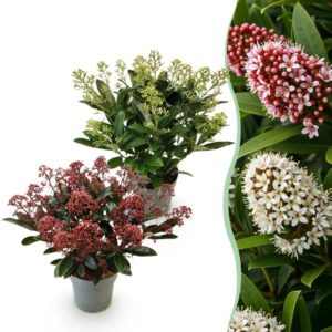 Green boutiQ - Terrasplant - Skimmia japonica Duo - Bloem Wit & Rood - 15+ Bloemen - 2 Planten - Winterhard - Pot 15cm Hoogte 30cm