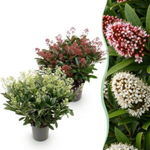 Green boutiQ - Terrasplant - Skimmia japonica Duo - Bloem Wit & Rood - 40+ Bloemen - 2 Planten - Winterhard - Pot 19cm Hoogte 60cm