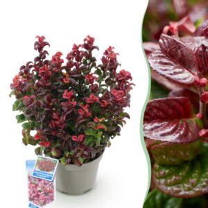 Green boutiQ - Tuinplant - Leucothoe Curly Red - Rood - 1 Plant - Groenblijvend - Weinig Onderhoud - Pot 17cm Hoogte 40cm