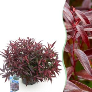 Green boutiQ - Tuinplant - Leucothoe Burning Love - Rood - 1 Plant - Groenblijvend - Weinig Onderhoud - Pot 17cm Hoogte 45cm