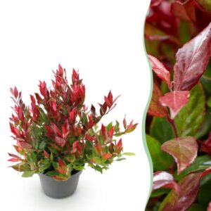 Green boutiQ - Tuinplant - Leucothoe Little Flame - Rood - 1 Plant - Groenblijvend - Weinig Onderhoud - Pot 17cm Hoogte 40cm