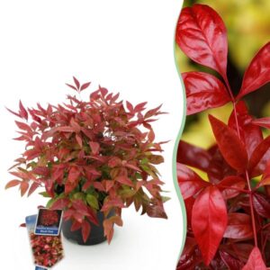 Green boutiQ - Tuinplant - Nandina Blush Pink - Donker Roze - 1 Plant - Groenblijvend - Weinig Onderhoud - Pot 17cm Hoogte 40cm