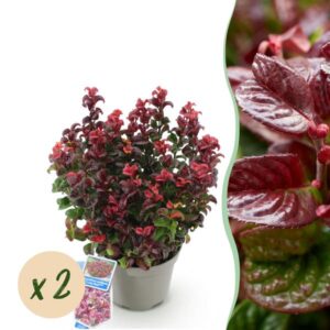 Green boutiQ - Tuinplant - Leucothoe Curly Red - Rood - 2 Planten - Groenblijvend - Weinig Onderhoud - Pot 17cm Hoogte 40cm