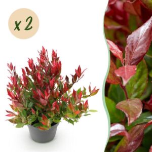Green boutiQ - Tuinplant - Leucothoe Little Flame - Rood - 2 Planten - Groenblijvend - Weinig Onderhoud - Pot 17cm Hoogte 40cm