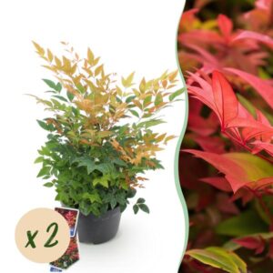 Green boutiQ - Tuinplant - Nandina Gulfstream - Oranje - 2 Planten - Groenblijvend - Weinig Onderhoud - Pot 17cm Hoogte 45cm