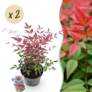 Green boutiQ - Tuinplant - Nandina Obsessed - Rood - 2 Planten - Groenblijvend - Weinig Onderhoud - Pot 17cm Hoogte 45cm