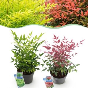 Green boutiQ - Tuinplant - Nandina Duo - Geel & Rood - 2 Planten - Groenblijvend - Weinig Onderhoud - Pot 17cm Hoogte 45cm