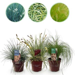 Green boutiQ - Siergrassen - 3 Planten - Blauw - Geel - Groen - Groenblijvend - Winterhard - Pot 17cm Hoogte 50cm