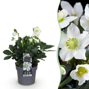 Green boutiQ - Tuinplant - Kerstroos - Helleborus Christmas Carol - Witte Bloem -1 Plant - Groenblijvend - Pot 14cm Hoogte 30cm
