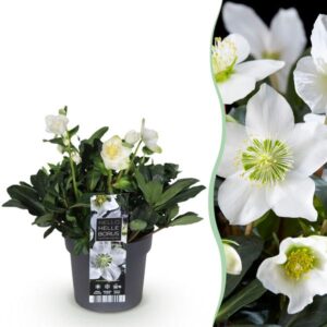 Green boutiQ - Tuinplant - Kerstroos - Helleborus Christmas Carol - Witte Bloem -1 Plant - Groenblijvend - Pot 17cm Hoogte 35cm