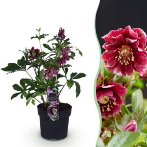Green boutiQ - Tuinplant - Lenten Rose - Helleborus orientalis Double Ellen Red - Rode Bloem -1 Plant - Groenblijvend - Pot 14cm Hoogte 35cm