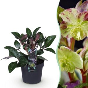 Green boutiQ - Tuinplant - Lenten Rose - Helleborus lividus Purple Marble - Paarse Bloem -1 Plant - Groenblijvend - Pot 14cm Hoogte 35cm