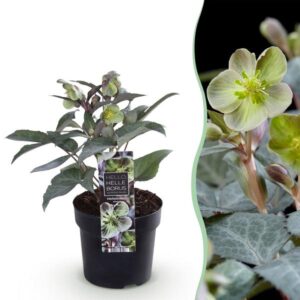 Green boutiQ - Tuinplant - Lenten Rose Helleborus sternii Silver Dollar - Groene Bloem -1 Plant - Groenblijvend - Pot 14cm Hoogte 35cm