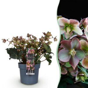 Green boutiQ - Tuinplant - Lenten Rose - Helleborus Angels Glow - Roze Bloem - Groenblijvend - Pot 19cm Hoogte 50cm