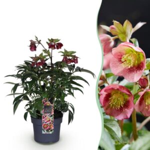 Green boutiQ - Tuinplant - Lenten Rose - Helleborus Dacaya - Roze Bloem - Groenblijvend - Pot 19cm Hoogte 50cm