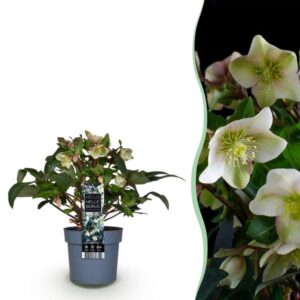 Green boutiQ - Tuinplant - Lenten Rose - Helleborus Diamfire - Groene Bloem - Groenblijvend - Pot 19cm Hoogte 40cm