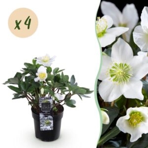 Green boutiQ - Tuinplant - Kerstroos - Helleborus Christmas Carol - Witte Bloem - 4 Planten - Groenblijvend - Pot 10,5cm Hoogte 25cm