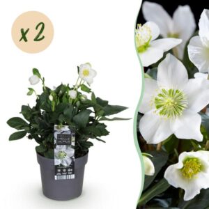 Green boutiQ - Tuinplant - Kerstroos - Helleborus Christmas Carol - Witte Bloem -2 Planten - Groenblijvend - Pot 14cm Hoogte 30cm