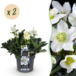 Green boutiQ - Tuinplant - Kerstroos - Helleborus Christmas Carol - Witte Bloem -2 Planten - Groenblijvend - Pot 17cm Hoogte 35cm