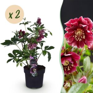 Green boutiQ - Tuinplant - Lenten Rose - Helleborus orientalis Double Ellen Red - Rode Bloem -2 Planten - Groenblijvend - Pot 14cm Hoogte 35cm