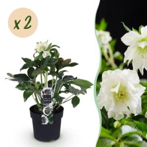Green boutiQ - Tuinplant - Lenten Rose - Helleborus orientalis Double Ellen White - Witte Bloem -2 Planten - Groenblijvend - Pot 14cm Hoogte 35cm