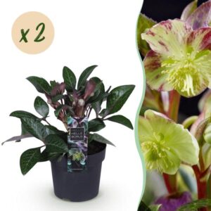 Green boutiQ - Tuinplant - Lenten Rose - Helleborus lividus Purple Marble - Paarse Bloem -2 Planten - Groenblijvend - Pot 14cm Hoogte 35cm
