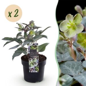 Green boutiQ - Tuinplant - Lenten Rose - Helleborus sternii Silver Dollar - Groene Bloem -2 Planten- Groenblijvend - Pot 14cm Hoogte 35cm