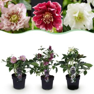 Green boutiQ - Tuinplant - Lenten Rose - Helleborus orientalis Double Tricolour - Roze - Rode - Witte Bloem -3 Planten - Groenblijvend - Pot 14cm Hoogte 35cm