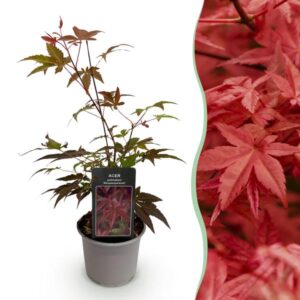 Green boutiQ - Tuinplant - Acer palmatum Atropurpureum - Paars - 1 Plant - Blad verliezend - Weinig Onderhoud - Pot 12cm Hoogte 35cm