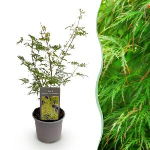 Green boutiQ - Tuinplant - Acer palmatum Emerald Lace - Groen - 1 Plant - Bladverliezend - Weinig Onderhoud - Pot 12cm Hoogte 35cm