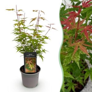 Green boutiQ - Tuinplant - Acer palmatum Phoenix - Roze - 1 Plant - Bladverliezend - Weinig Onderhoud - Pot 12cm Hoogte 35cm