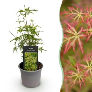 Green boutiQ - Tuinplant - Acer palmatum Seiryu - Groen 1 Plant - Bladverliezend - Weinig Onderhoud - Pot 12cm Hoogte 35cm