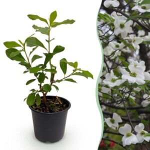 Green boutiQ - Tuinplant - Cornus Florida - Bloem Wit-Roze - 1 Plant - Bladverliezend - Weinig Onderhoud - Pot 12cm Hoogte 35cm