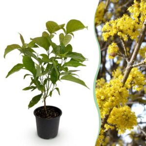 Green boutiQ - Tuinplant - Cornus mas - Bloem Geel - 1 Plant - Bladverliezend - Weinig Onderhoud - Pot 12cm Hoogte 35cm